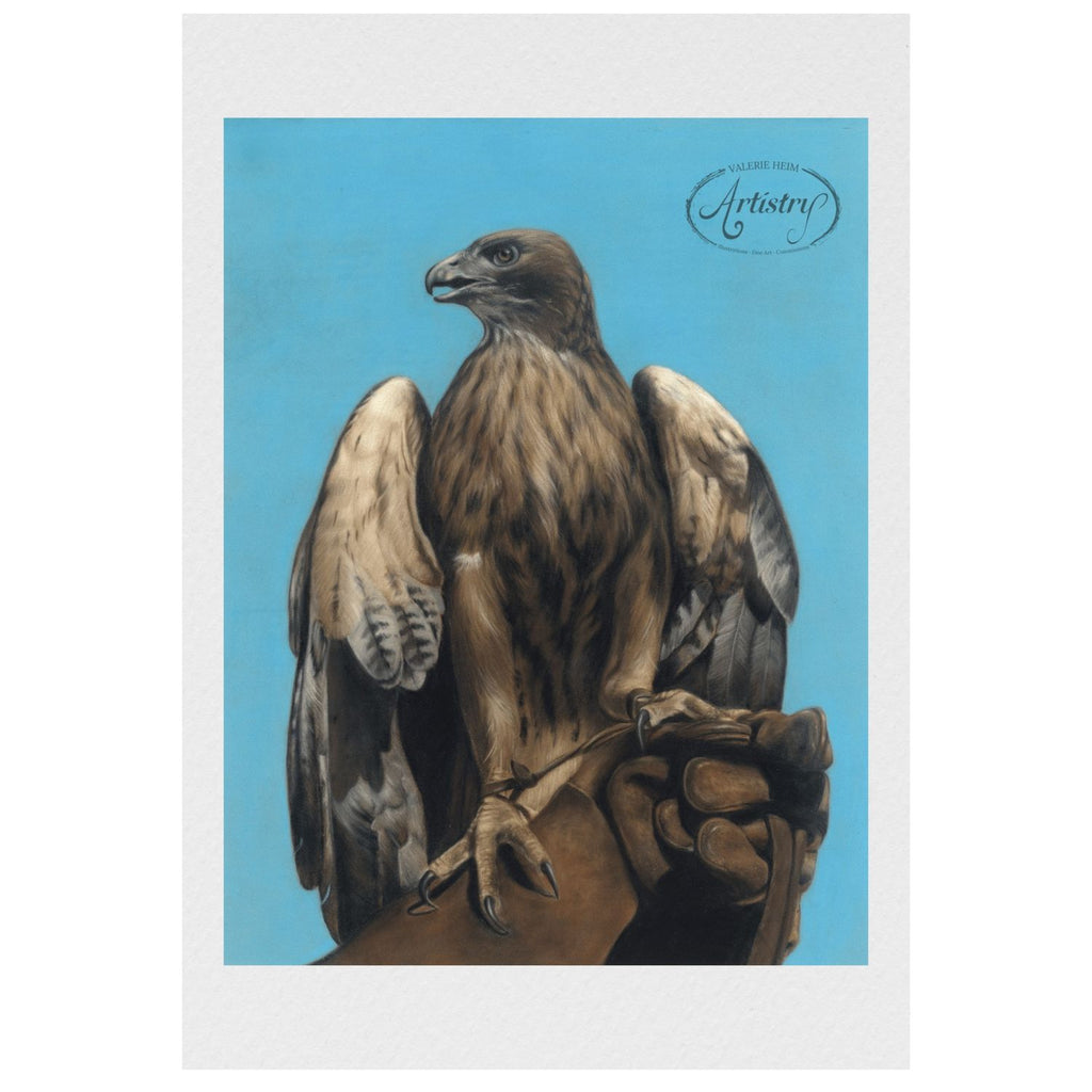 Falcon – Bird of Prey Pastel Fine Art Print