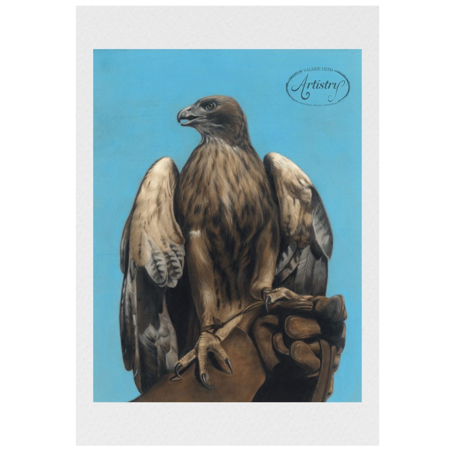 Falcon – Bird of Prey Pastel Fine Art Print