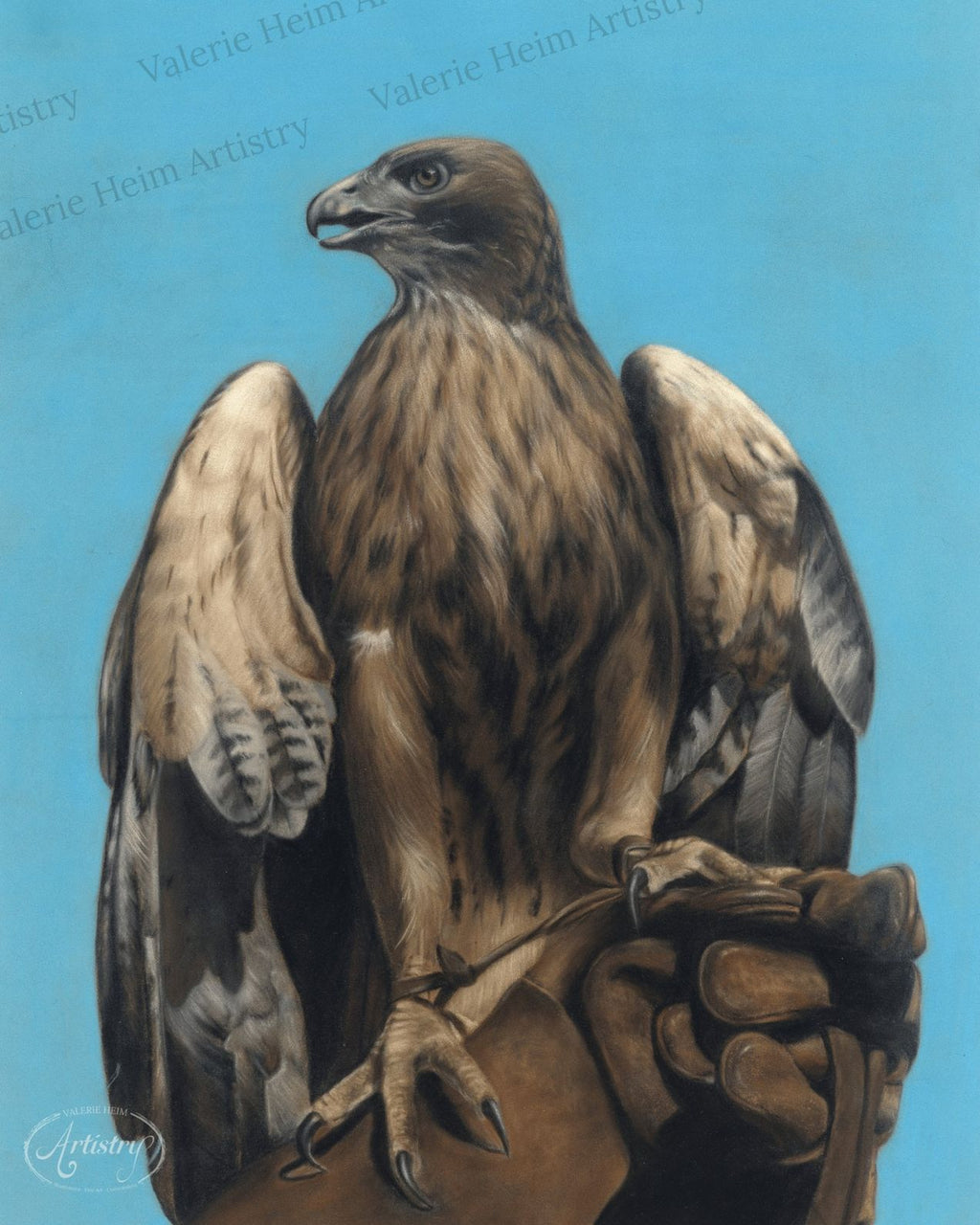 Falcon – Bird of Prey Pastel Fine Art Print