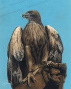 Falcon – Bird of Prey Pastel Fine Art Print