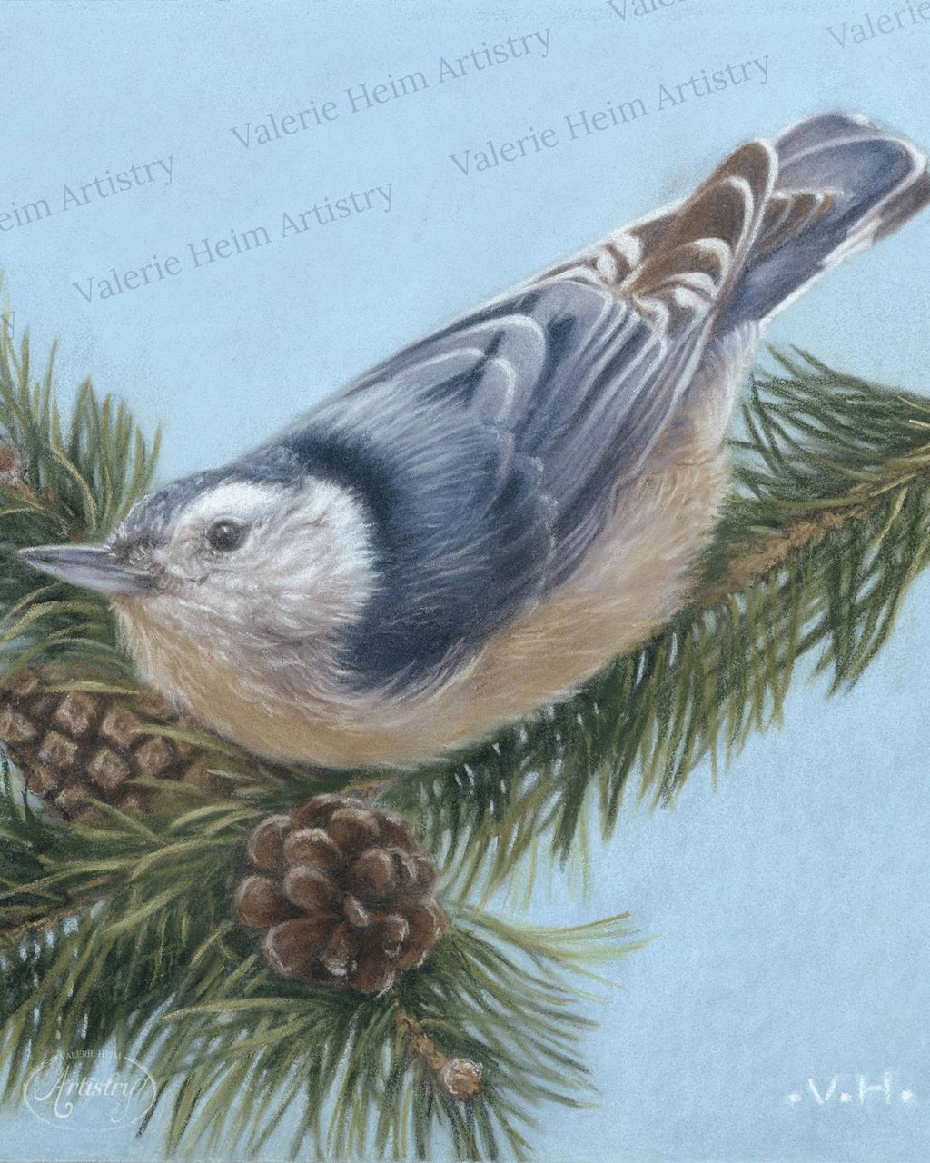 Red-Breasted Nuthatch – Pastel Bird Portrait Fine Art Print