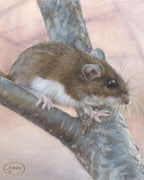 White-Footed Mouse – Woodland Pastel Fine Art Print